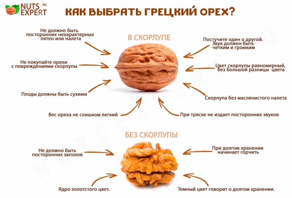 Инфографика: Как выбрать орех в скорлупе и без