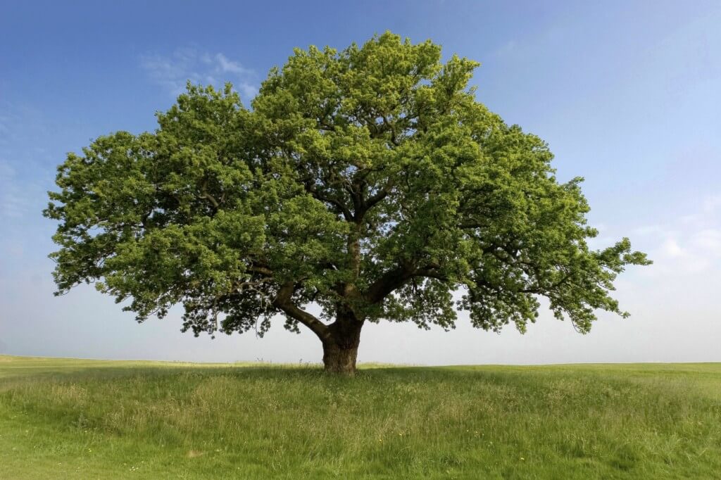 Одинокое дерево грецкого ореха
