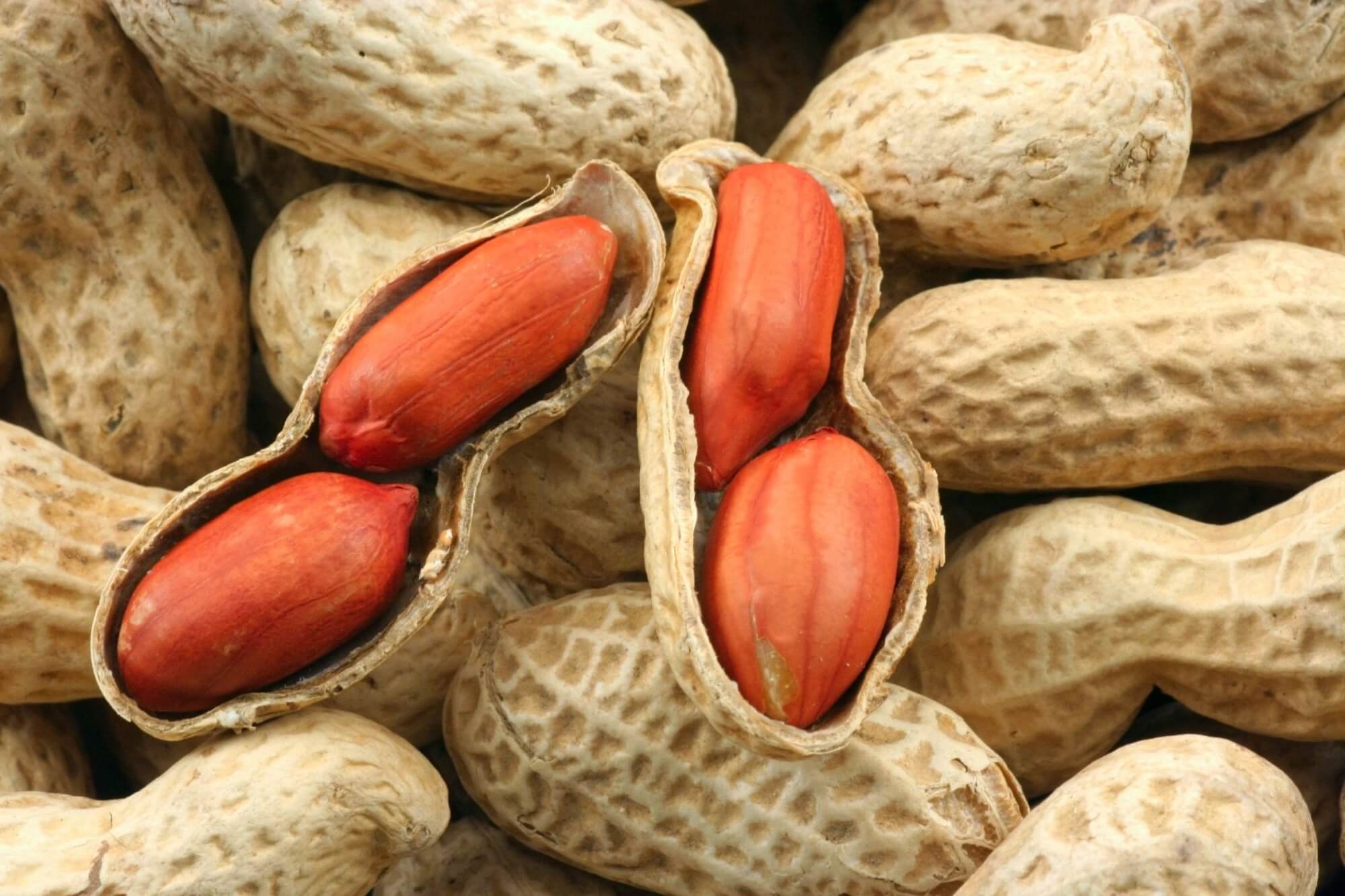Полезные свойства и противопоказания арахиса