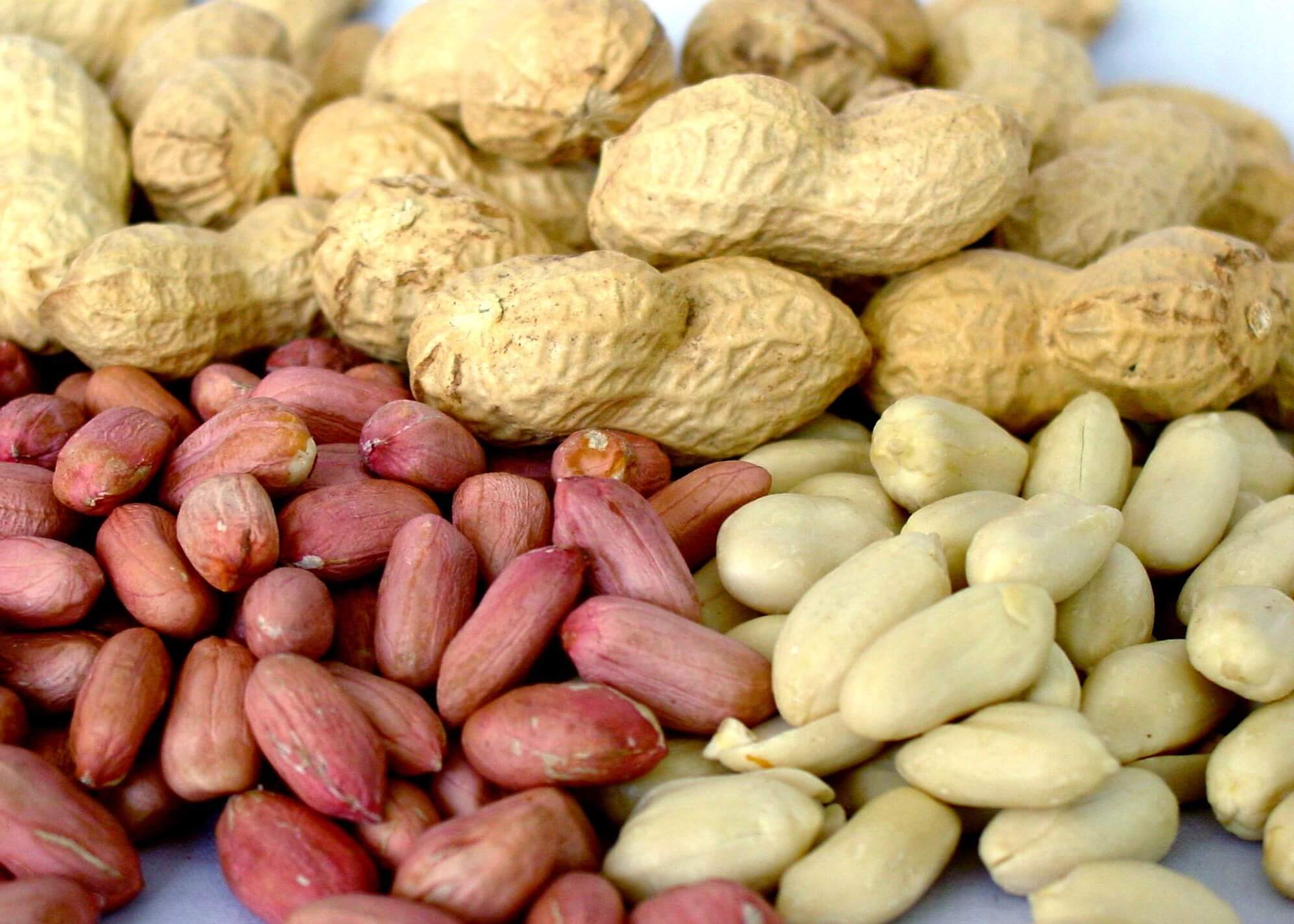 Арахис это орех или бобовая культура
