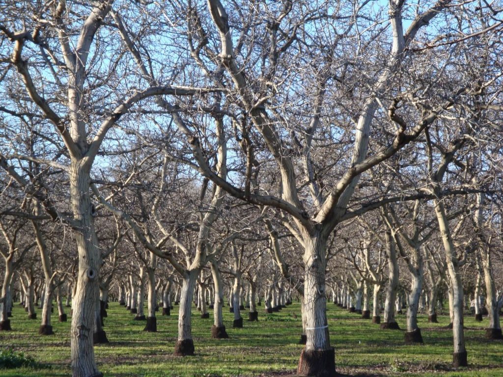 Сад ореховых деревьев