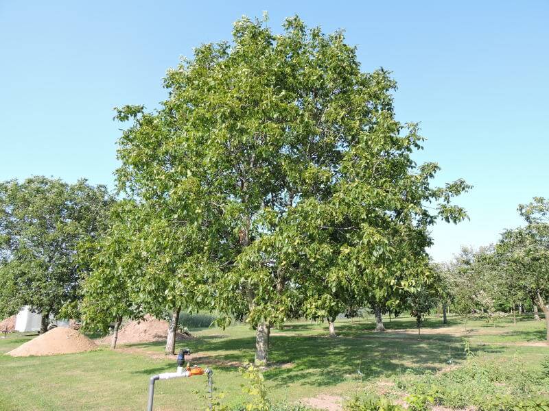 Дерево грецкого ореха на даче