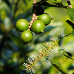 Зеленый орех макадамия на ветке