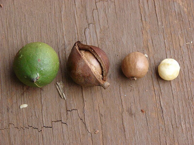 Макадамия - самый дорогой орех родом из австралии