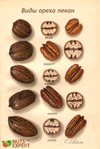 Разновидности(сорта) ореха пекан