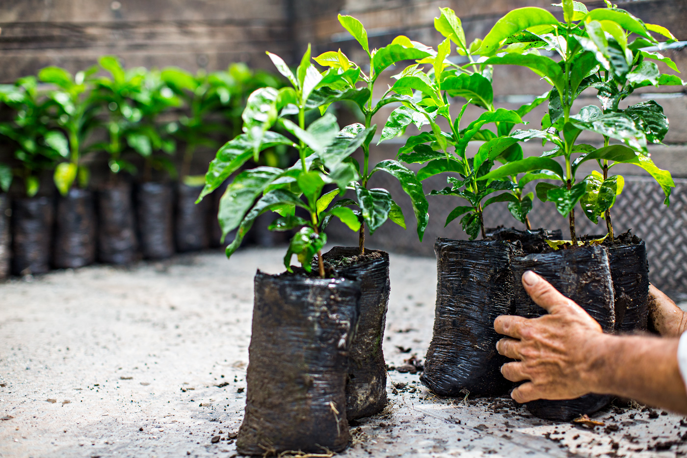 Кофе на подоконнике: как выращивать кофейное дерево в домашних условиях