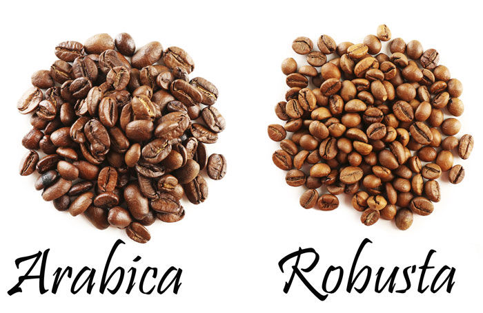 Кофе робуста: виды, особенности напитка и в чем разница робусты от арабики