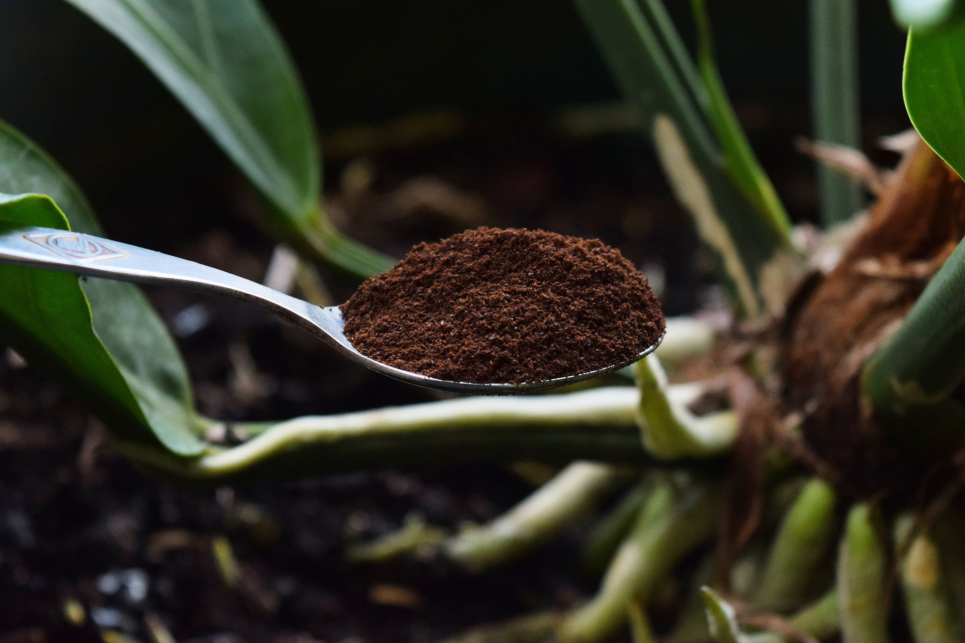 Как вырастить кофейное дерево в домашних условиях: способы выращивания
