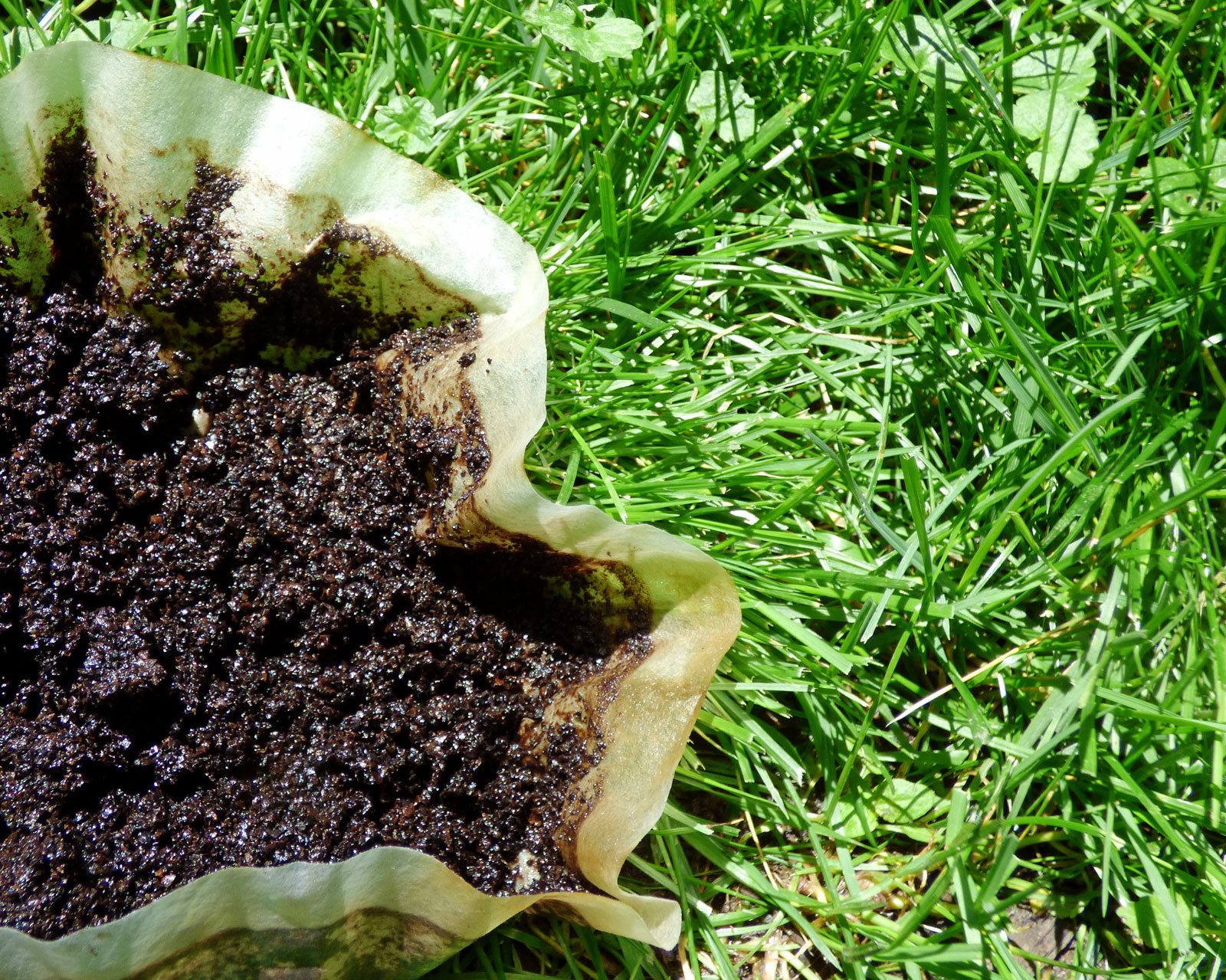 Кофейная гуща как удобрение для комнатных растений и для огорода: как использовать жмых в садоводстве
