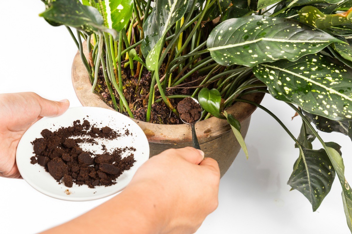 Кофейная гуща как удобрение для комнатных растений и для огорода: как использовать жмых в садоводстве