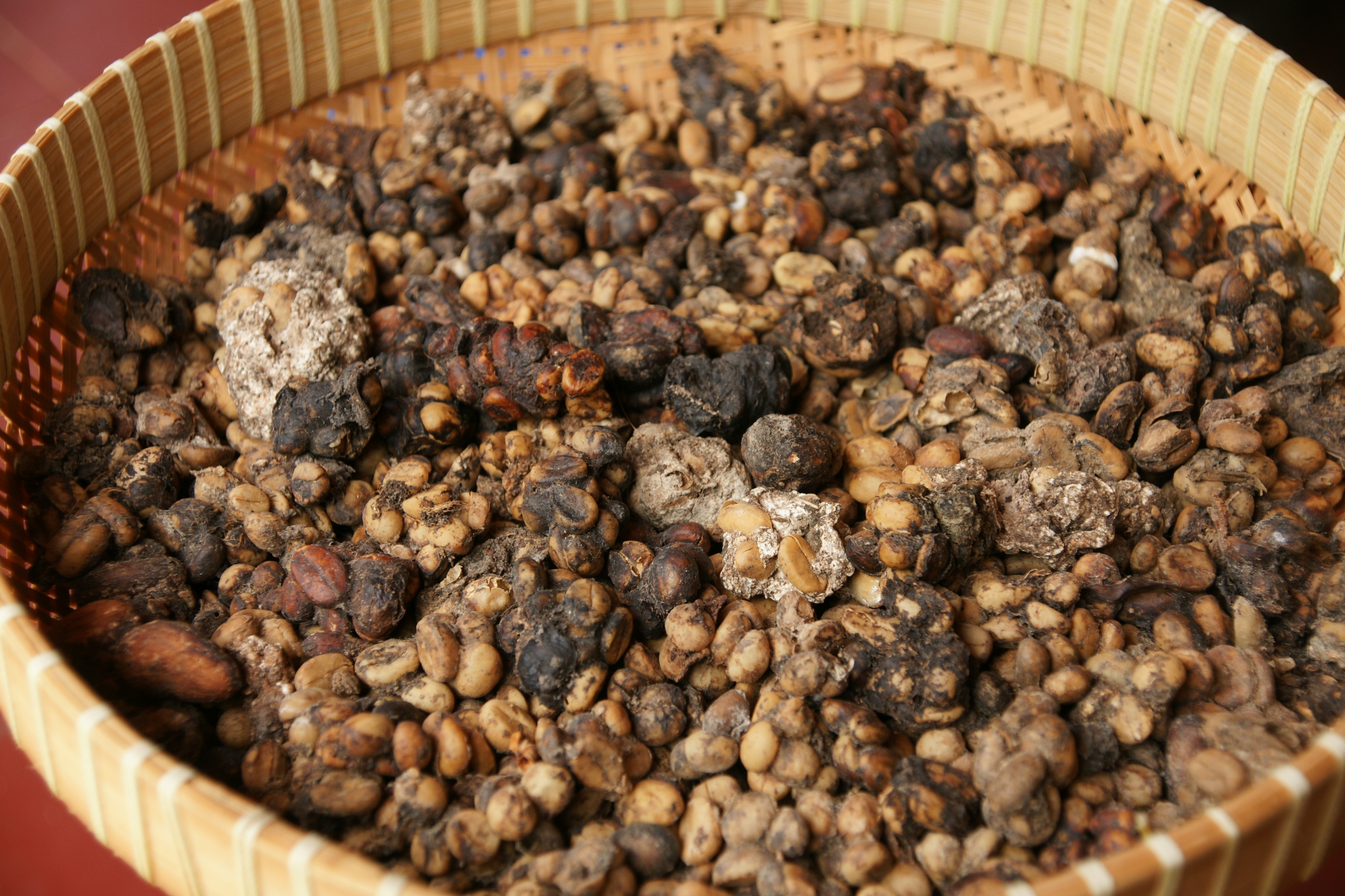 Кофе лювак (luwak):сколько стоит самый дорогой кофе в мире