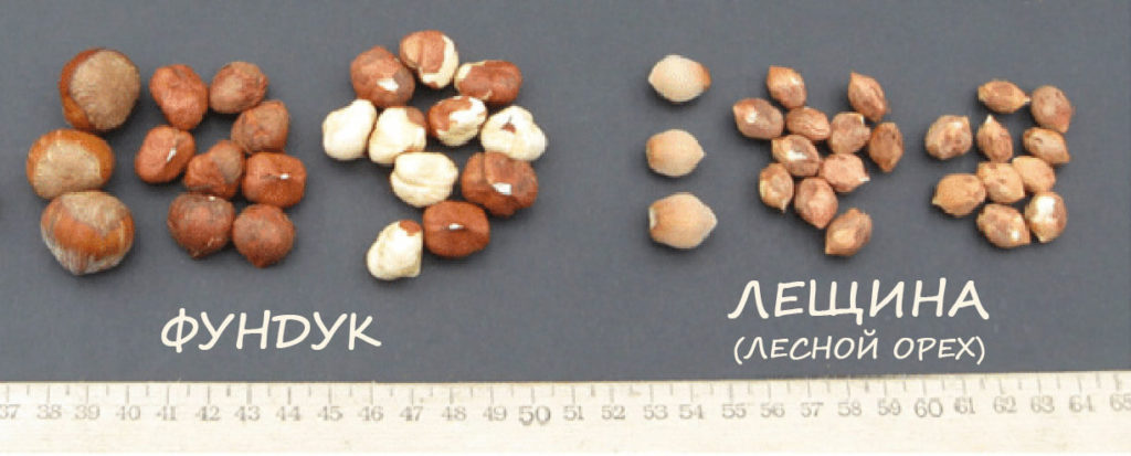 Сравнение фундука и лесного ореха (лещины)