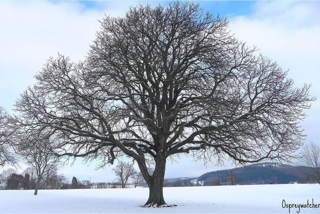 Дерево каштан зимой
