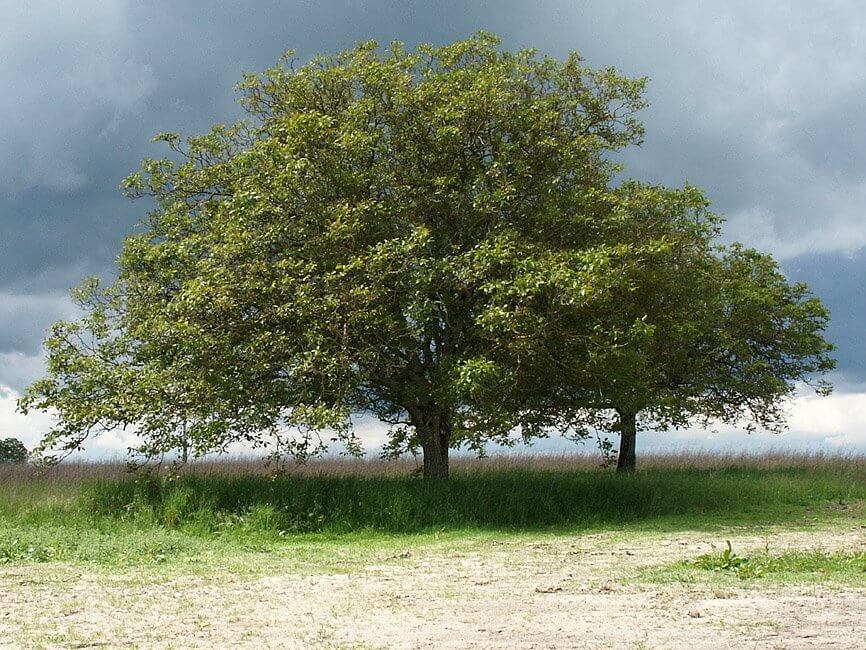 Одинокое дерево грецкого ореха