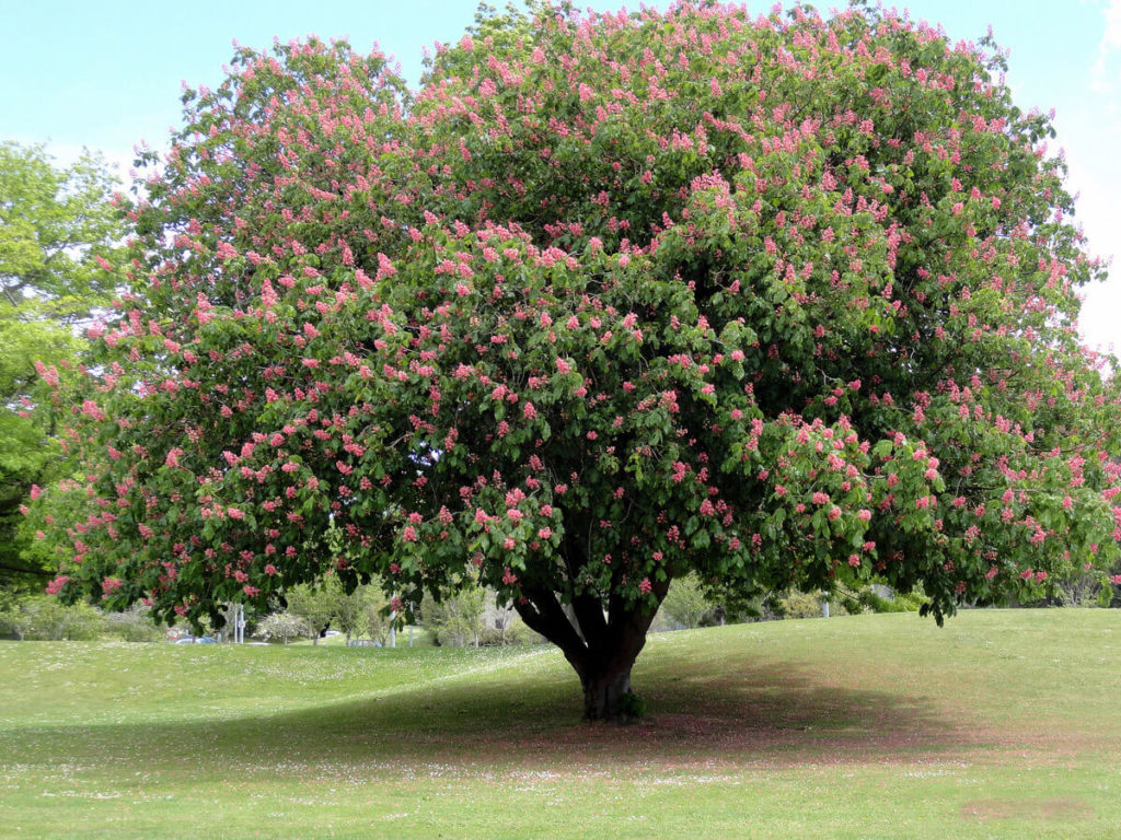 30 летнее цветущее дерево
