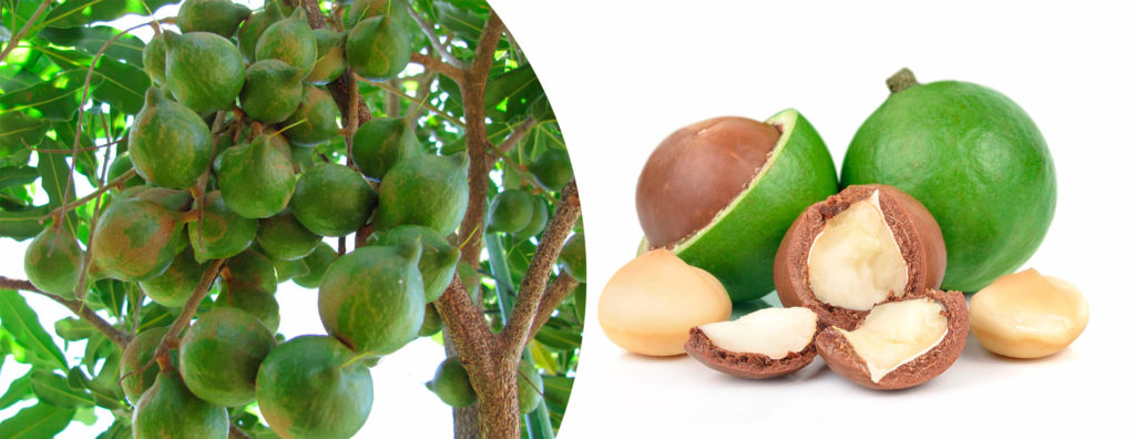 Австралийский орех макадамия полезные свойства и противопоказания