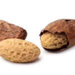 Разновидности орехов, какие бывают, названия