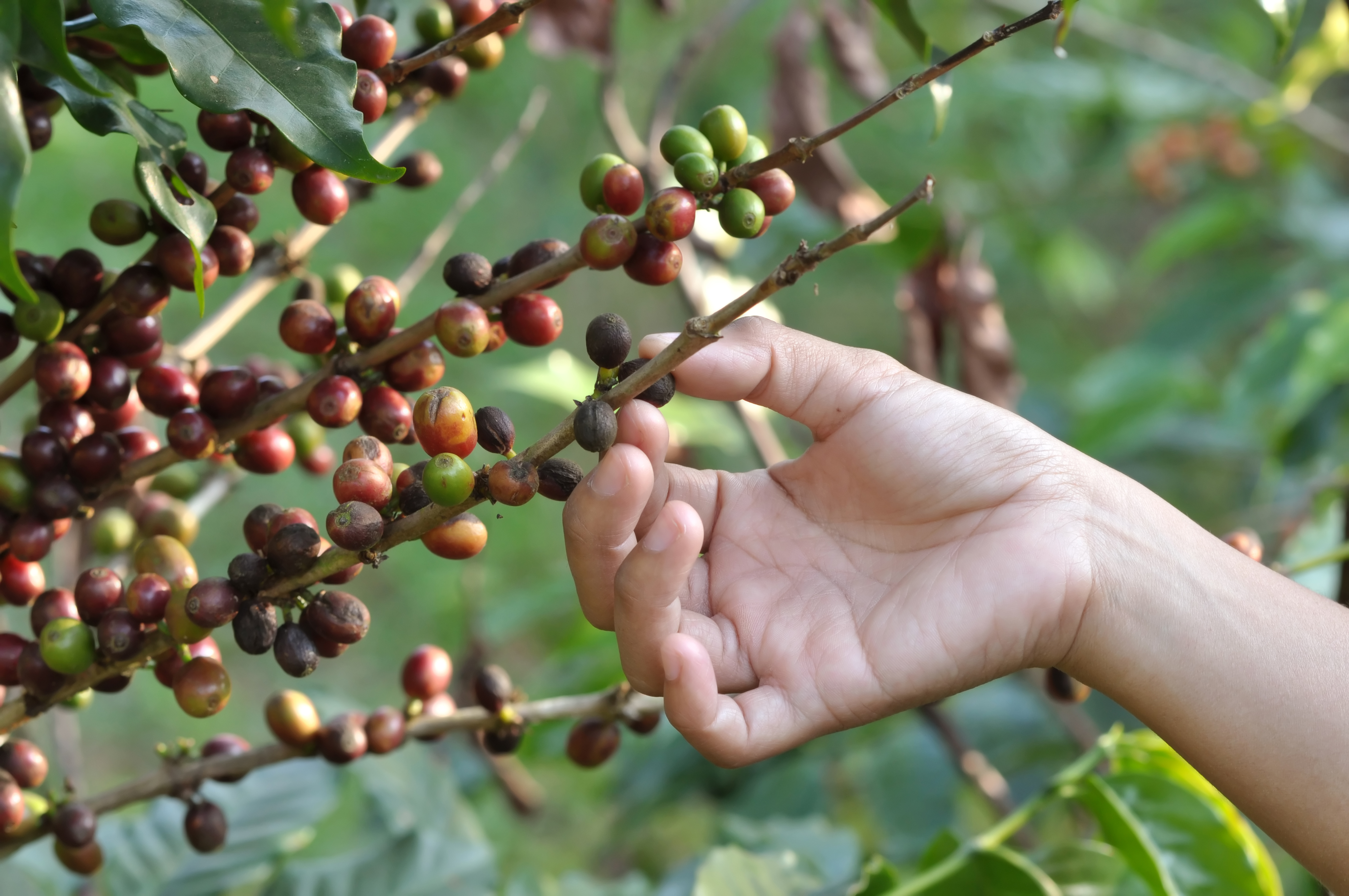 Как получается кофе. Дерево кофе Либерика. Кофе Арабика плоды. Кофе зерна Арабика растение. Кофейное дерево Робуста.