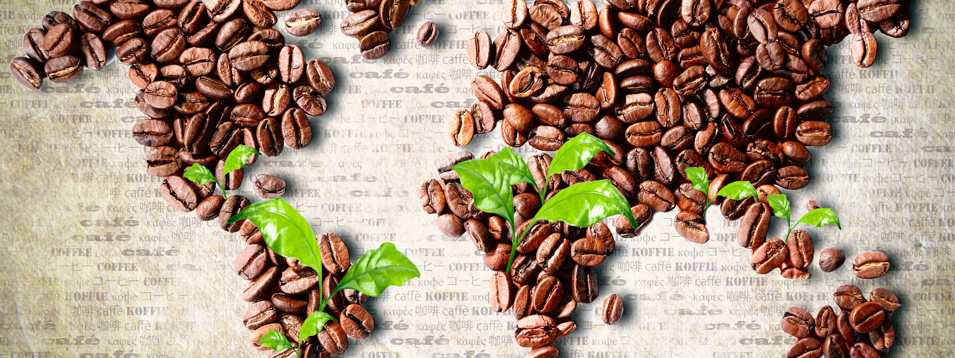 Coffee is grown. Кофе в зернах. Кофейный фон. Кофейные зерна фон. Кофейные листья.