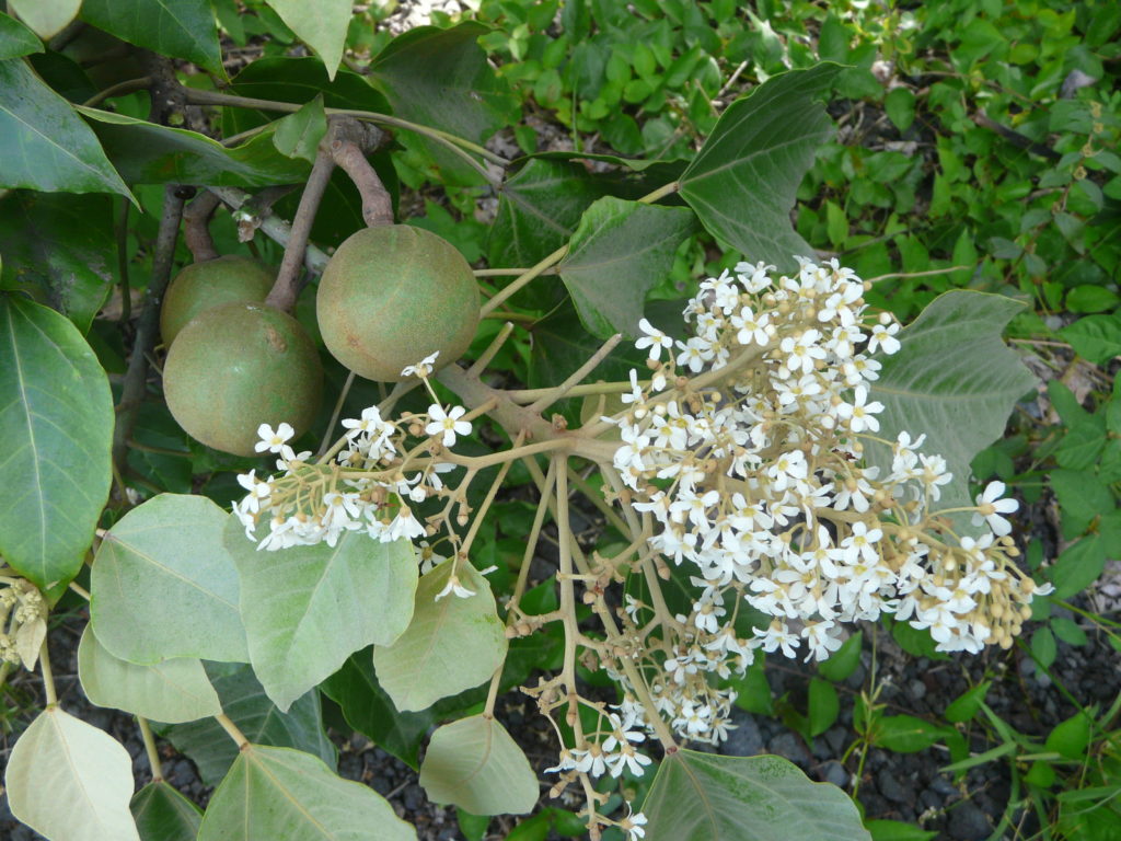 Цветение дерева кукуи