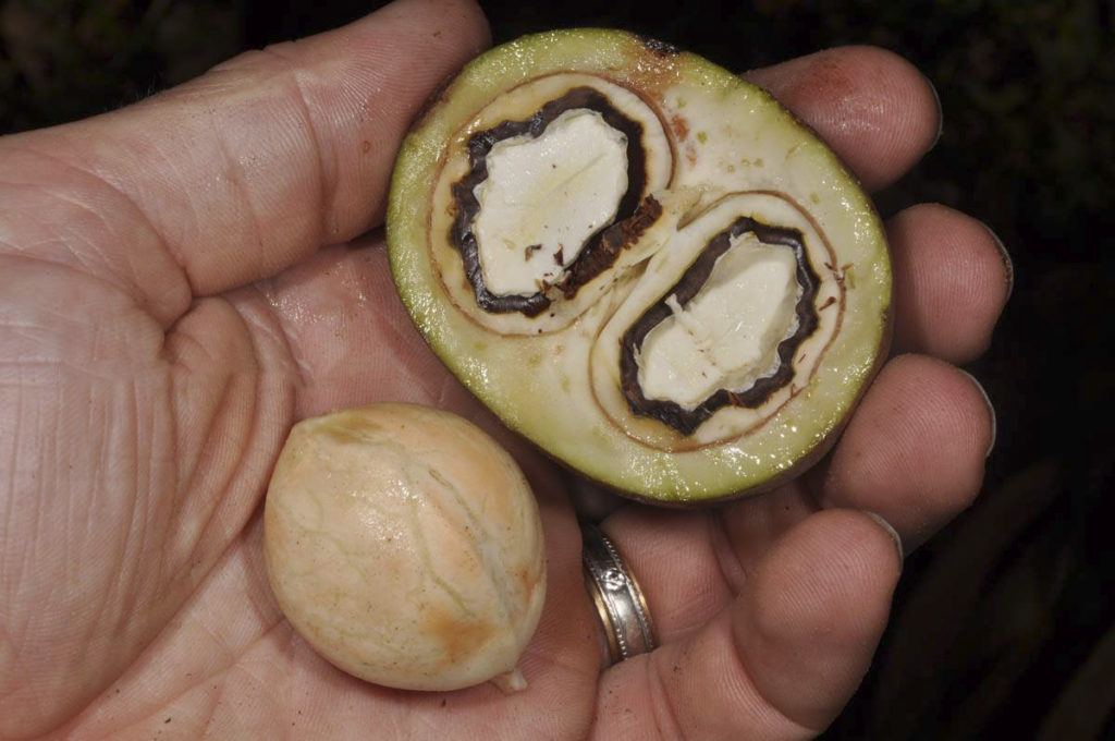 Плод ореха Кукуи в разрезе в руке
